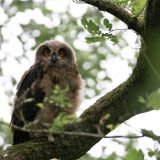 Eurasian eagle owl (Bubo bubo) | Uhu
